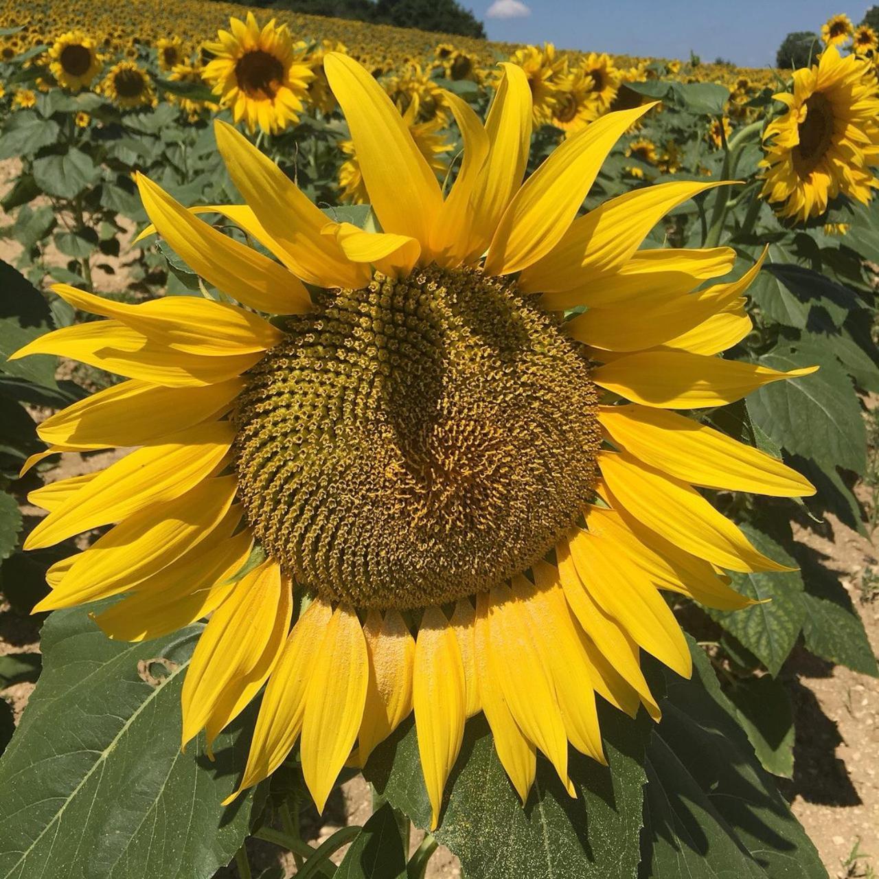 Chateau Neuf Le Desert Le Pizou エクステリア 写真