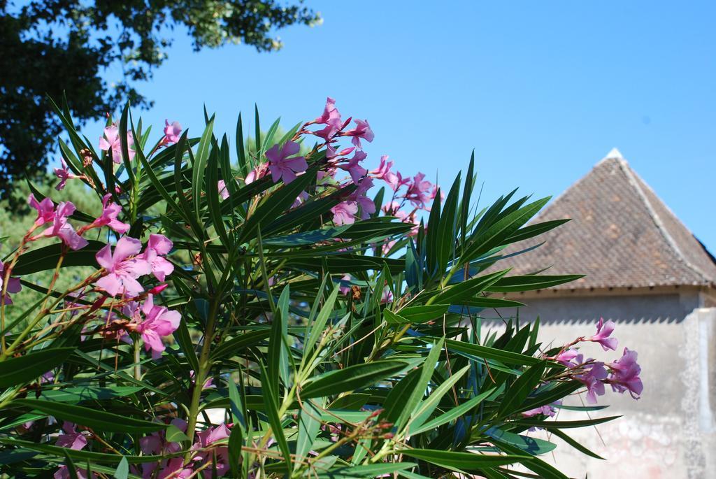 Chateau Neuf Le Desert Le Pizou エクステリア 写真